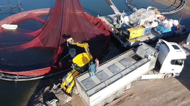 Çekerek balık çiftliğinde alabalık