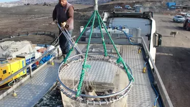 Yozgat’ın Çekerek İlçesinde İç Mekan Balıkçılığı: Rusya ve Japonya’ya Açılan Kapı