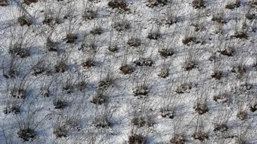 Kar Yağışının Fındık ve Diğer Tarım Ürünlerine Sağladığı Avantajlar