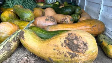 Osmangazi'de 30 kg Kıbrıs Bal Kabağı: Organik Yöntemlerle Başarı