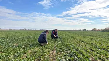 Salihli'de Kışlık Sebze Denetimleri Sürüyor