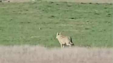 Kurt kamera görüntüsü