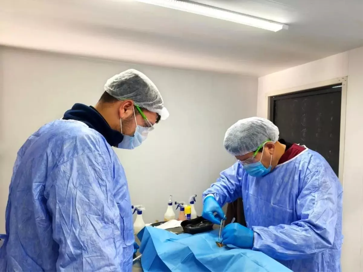 Germencik Belediyesi 2026’da Sokak Hayvanı Kısırlaştırma Projesini Hızlandırıyor