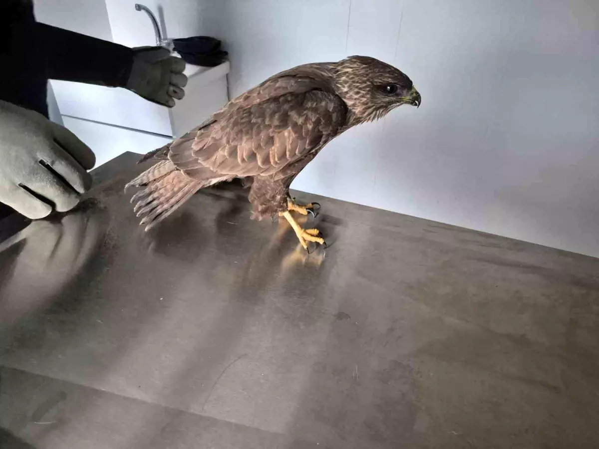 Germencik Belediyesi Yaralı Şahin'i Tedavi Ederek Doğaya Bıraktı