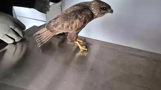 İyileşen şahin doğal ortamda