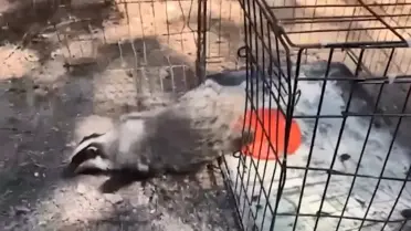 Bolu’da serbest bırakılan yaban hayvanları