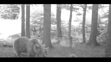 Yavru bozayıların ormanda koşuşu