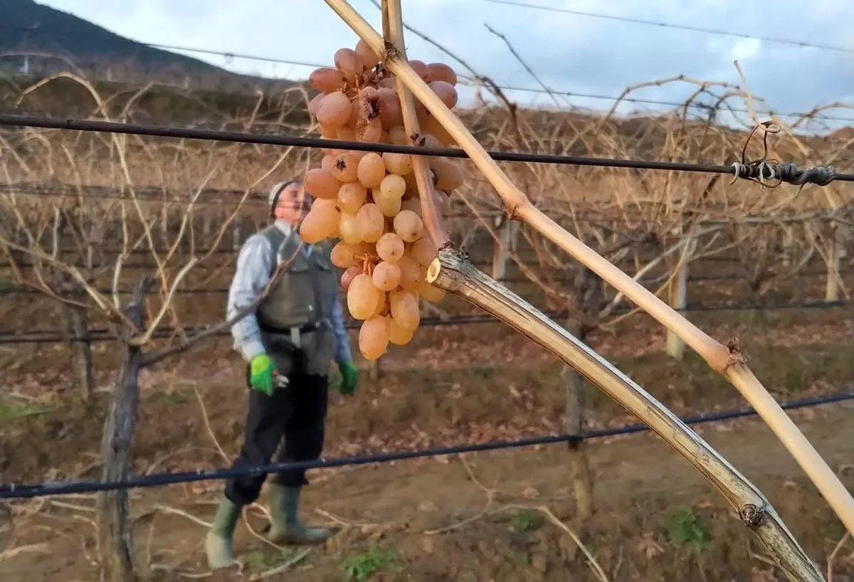 Kışın Bağlarda Çoban Üzümleri: Çalışanların Sıcak Bir Sürprizi