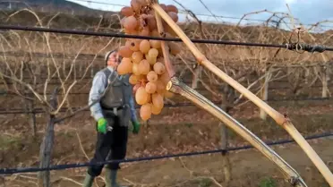 Budama sırasında işçilerin çoban üzümlerini tatması
