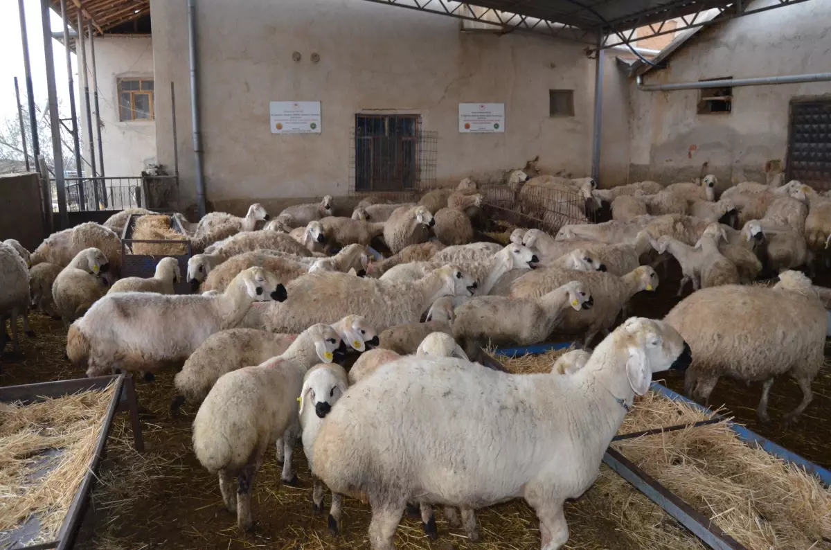 Aktürk Ailesi’nden Üç Kuşak Boyu Koyun Yetiştiriciliği Hikâyesi