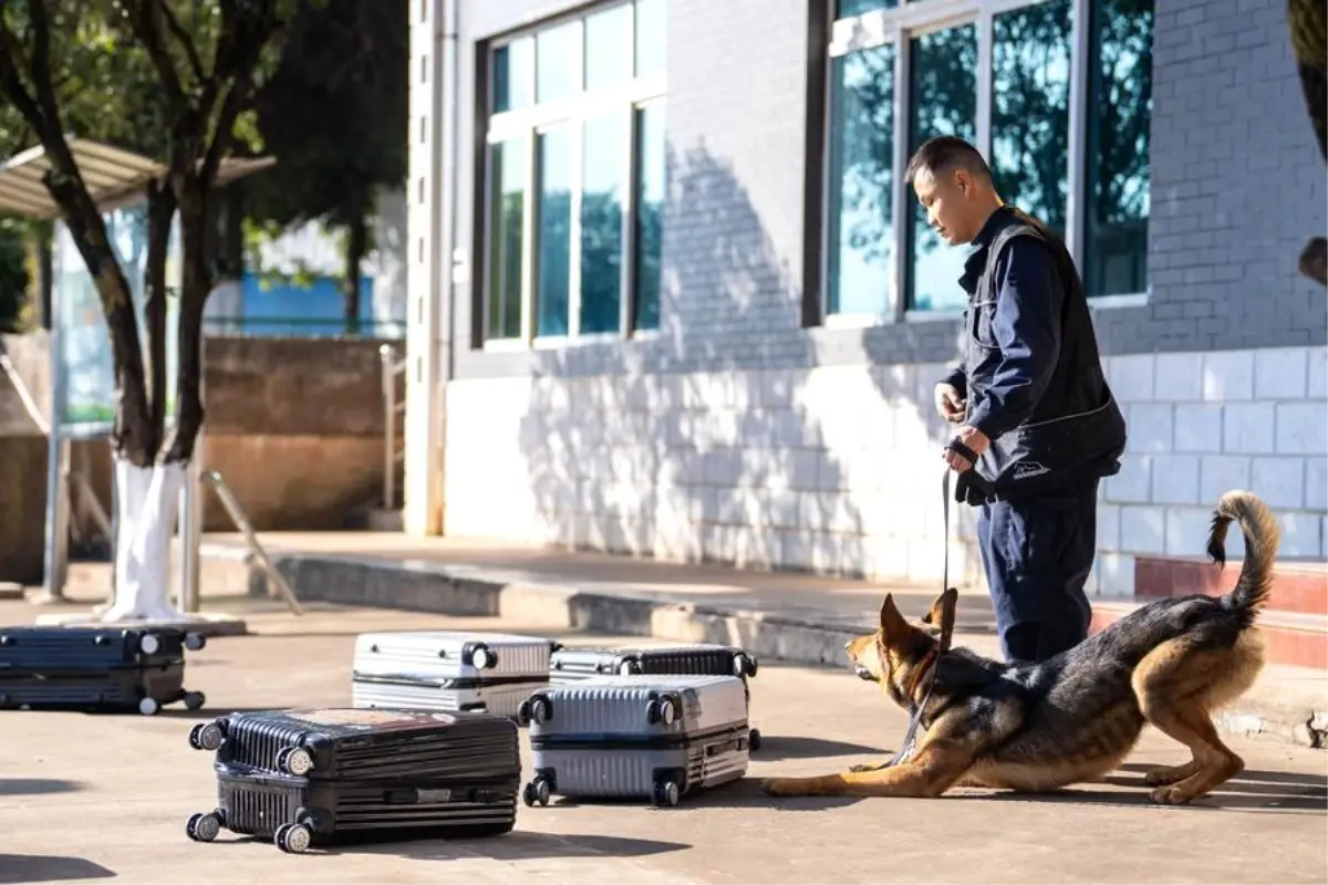 Kunming Köpeği: Çin'in Yerli ve Resmi Tanınan Cinsi