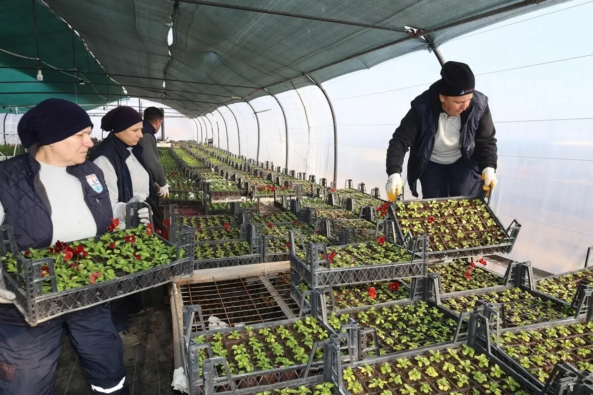 Gelibolu Belediyesi, Kendi Serasında Çiçek Üretimine Başladı