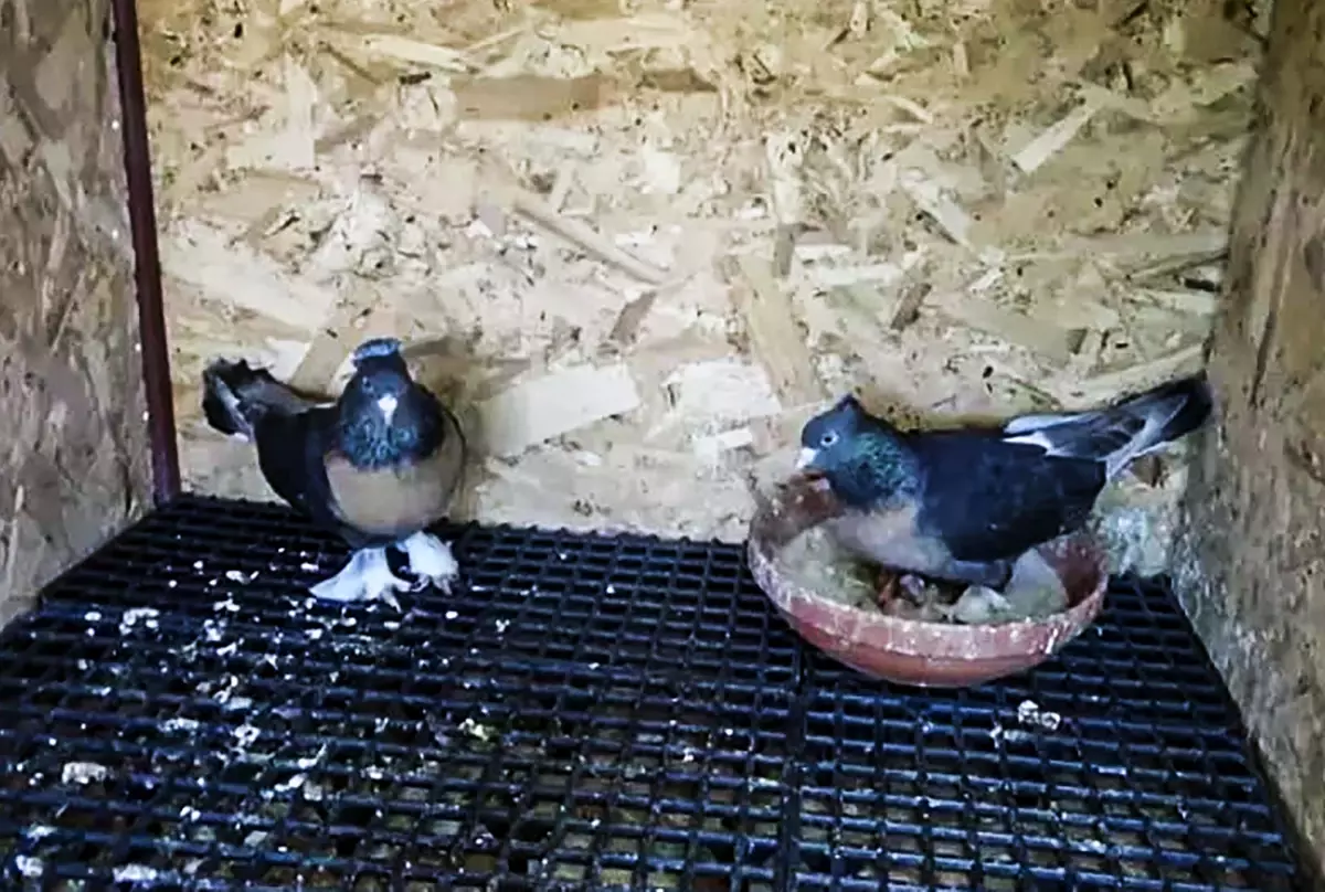 Adana'da Asansör Olayı: Genç, İdrar Yapıp Dam Kuşlarını Çaldı