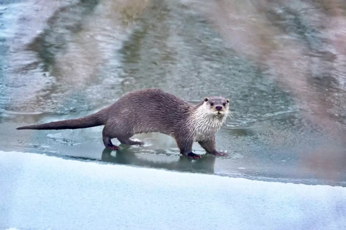 Muş ve Ağrı’da Su Samuru Görüntüleri Doğa Tutkunlarını Büyülüyor