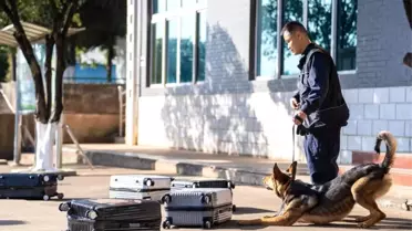 Kunming köpeği laboratuvar ortamında