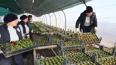 Serada yetişen çiçekler