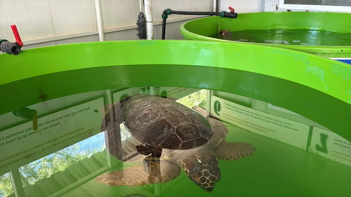 Caretta Caretta 'Tuba' Yeniden Dalyan’da: 10 Bin Kilometrelik Göçün Hikayesi
