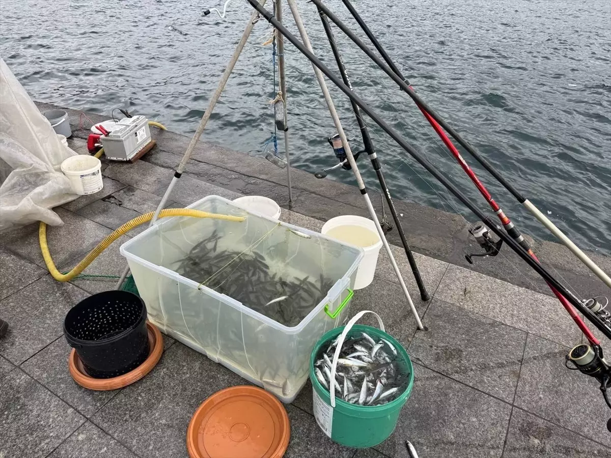 Yağmurlu Soğukta Beşiktaş Olta Balıkçıları Boğaz’da Mücadeleye Devam Ediyor