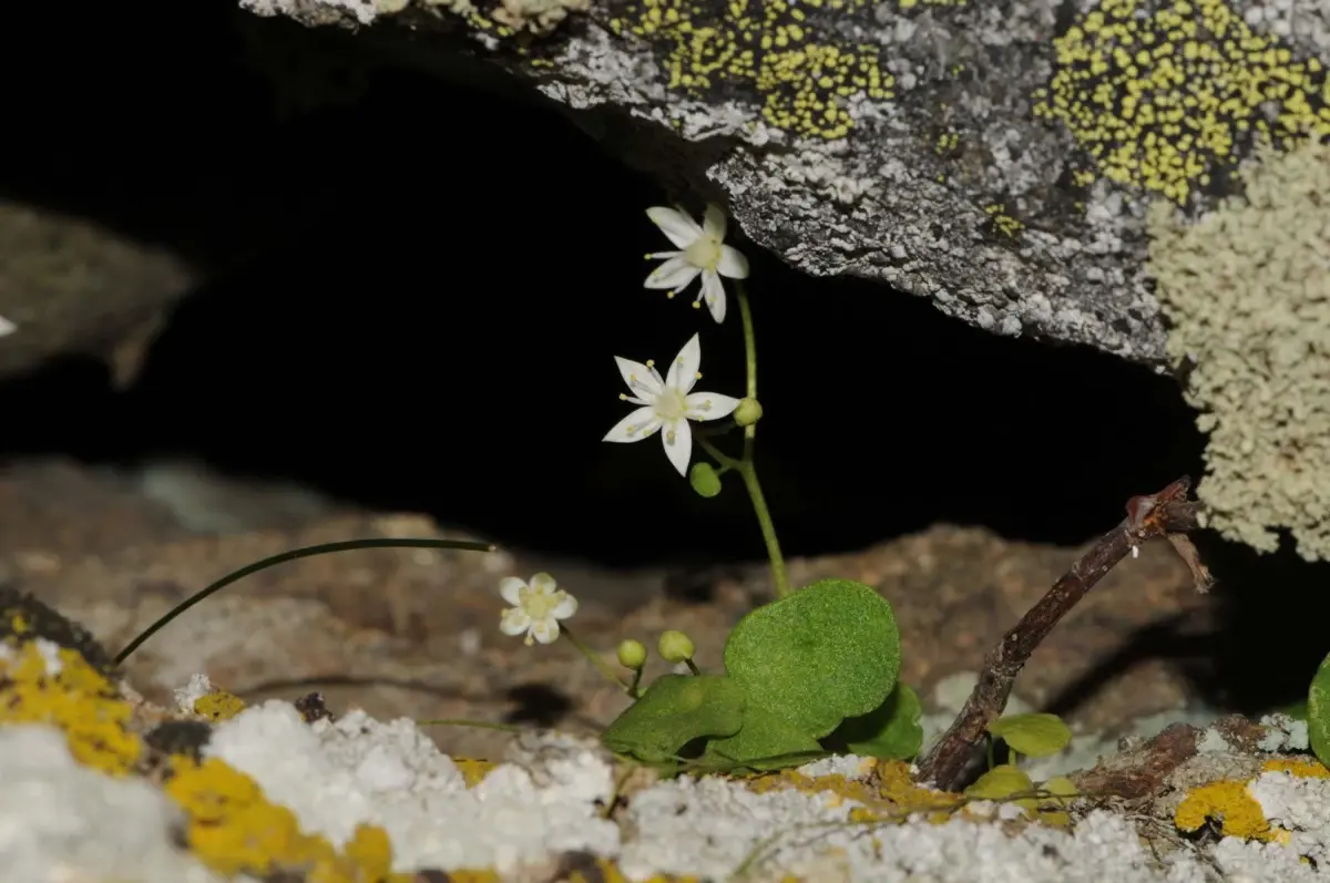 İzmir Ödemiş’te Yeni Endemik Bitki ‘İzmir Göbek Otu’ Keşfedildi