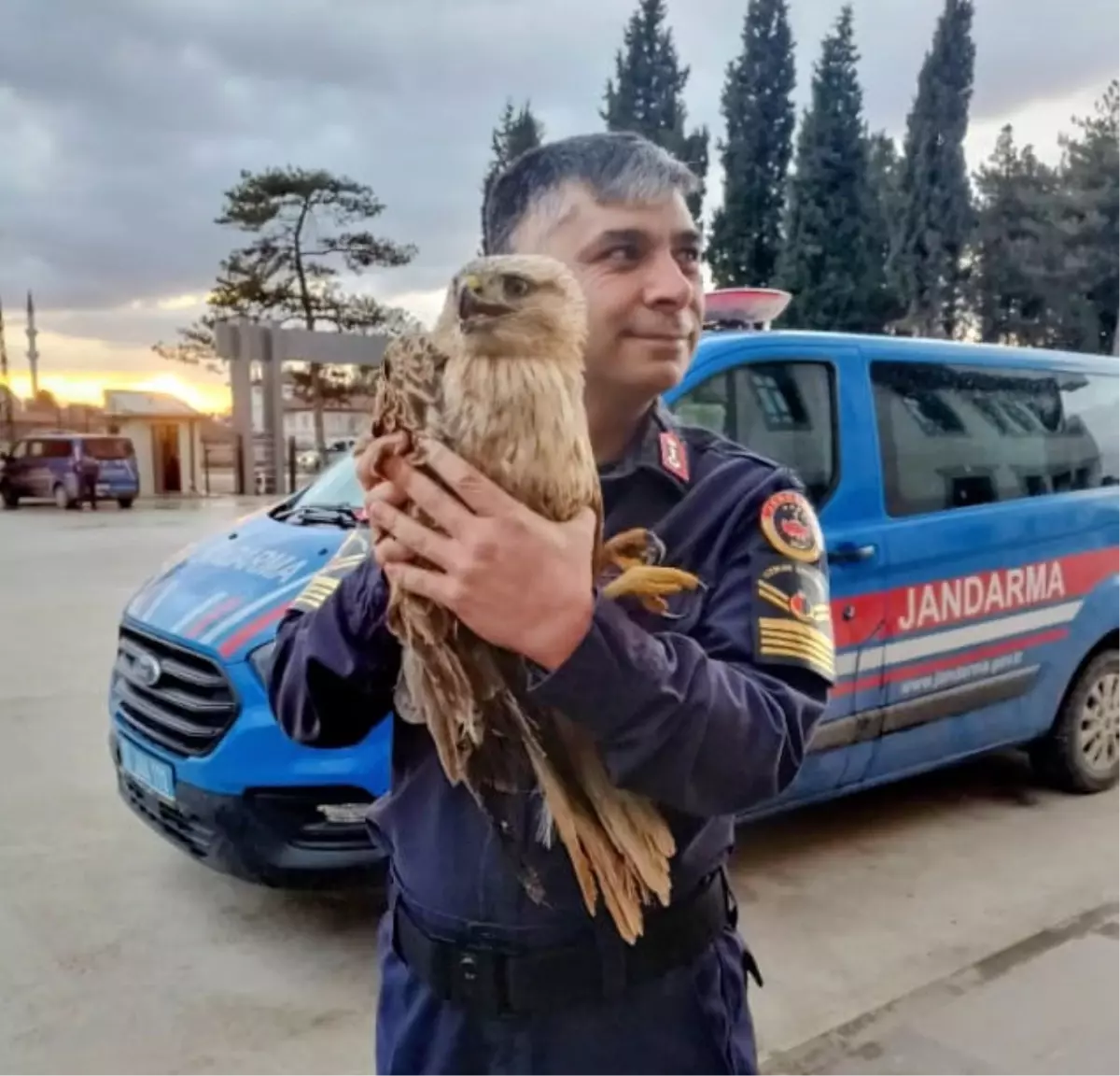 Amasya’da Yaralı Şahin Jandarma Yardımıyla Tedavi Edildi