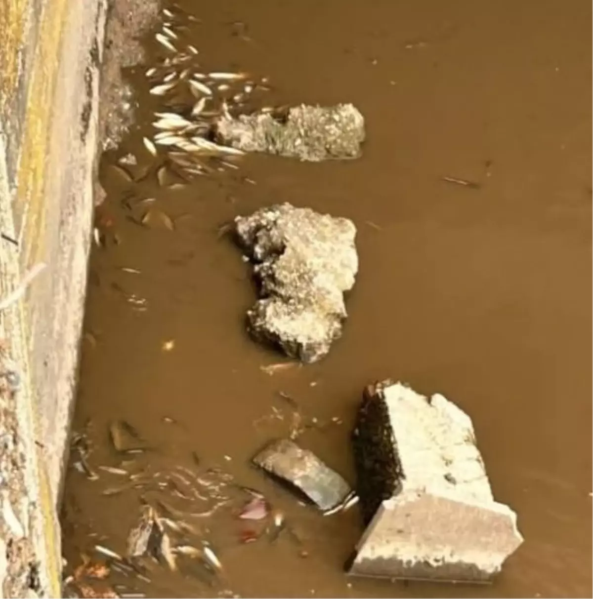 Tokat’ta Yeşilırmak Nehri’nde Geniş Ölüm Olayı: Balık Popülasyonu Tehlikede