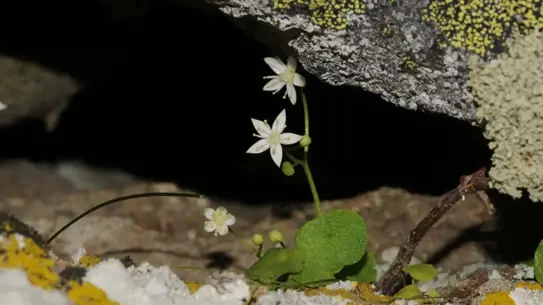 İzmir göbek otu detaylı fotoğrafı
