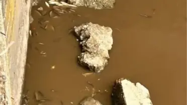 Yeşilırmak Nehri'nde balık ölümleri görüntüsü