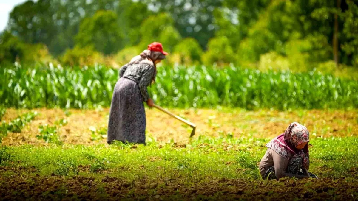 Kocaeli Belediyesi'nden Kooperatif ve Birliklere %75 Hibeli Tarımsal Destek