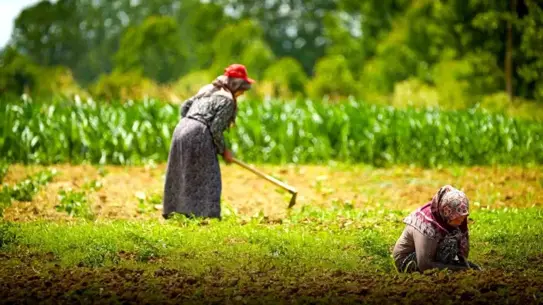 Kooperatiflere verilen tarımsal hibe örnekleri
