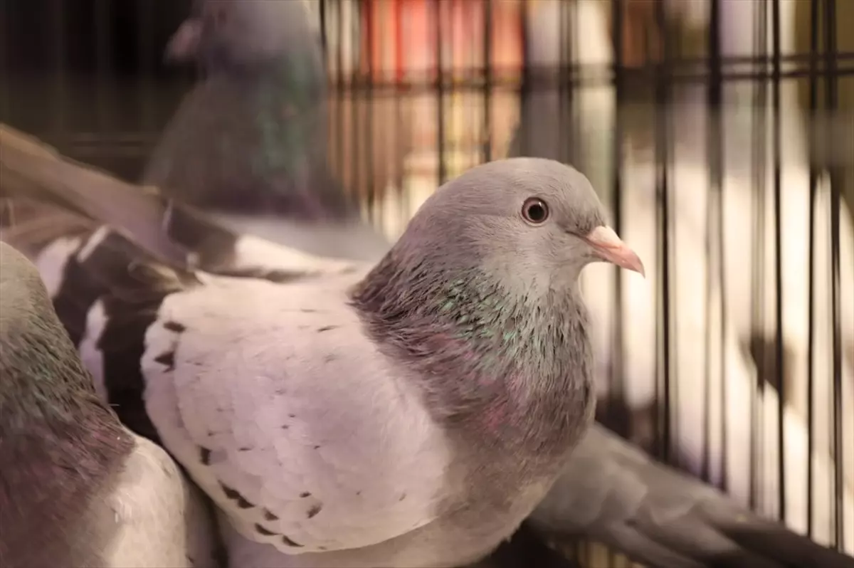 Samsun’da 500 Güvercinin Katıldığı Renkli Yarışma