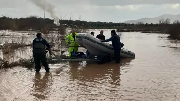 Kurtarılan köpek yavruları suyun içinde