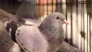 Samsun’da 500 Güvercinin Katıldığı Renkli Yarışma