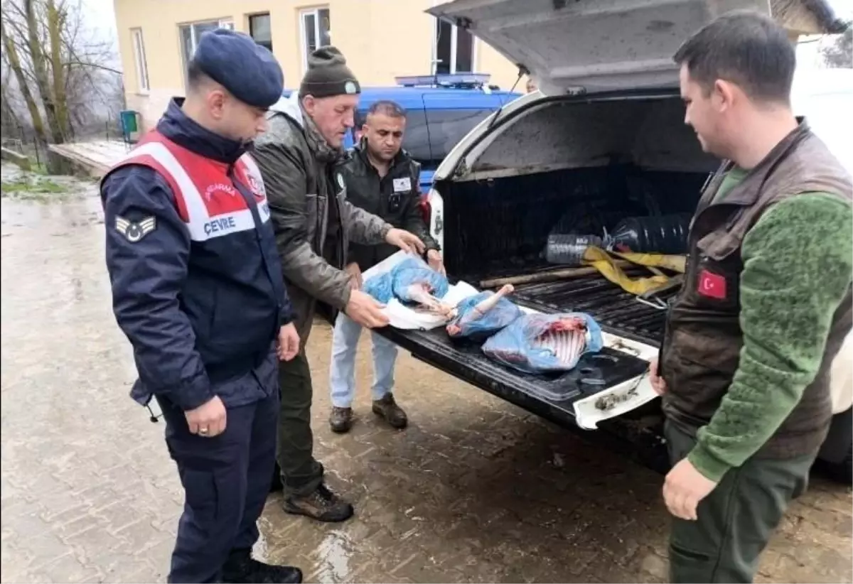 Kırklareli'de Yasa Dışı Karaca Avcısına 50.943 TL Para Cezası Kesildi