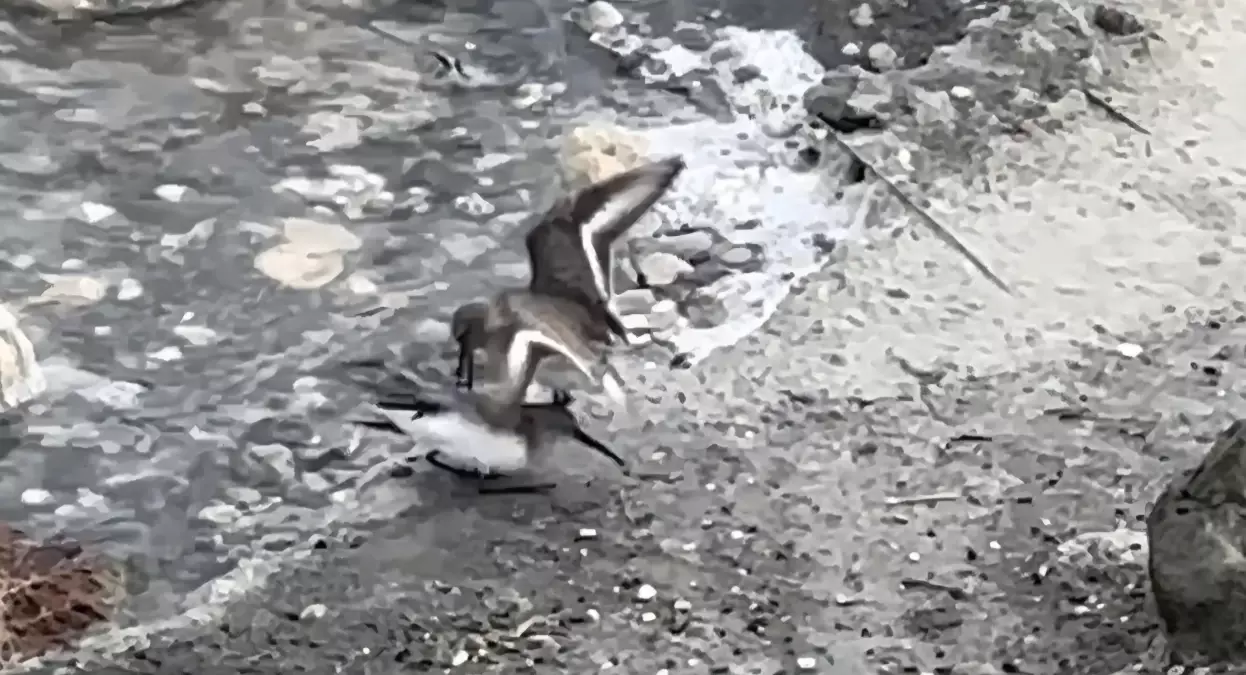 Milleyha Sulak Alanı'nda Kara Karınlı Kum Kuşlarının Besin Mücadelesi