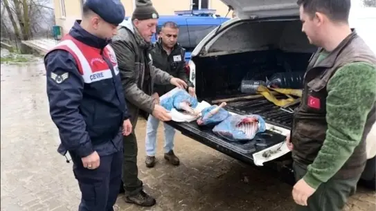 Kırklareli'de yasa dışı karaca avı cezası