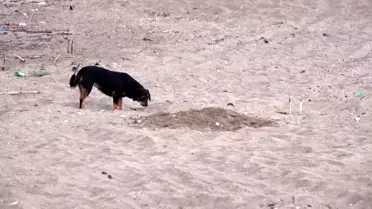 Tahrip edilmiş caretta carettası yuvası