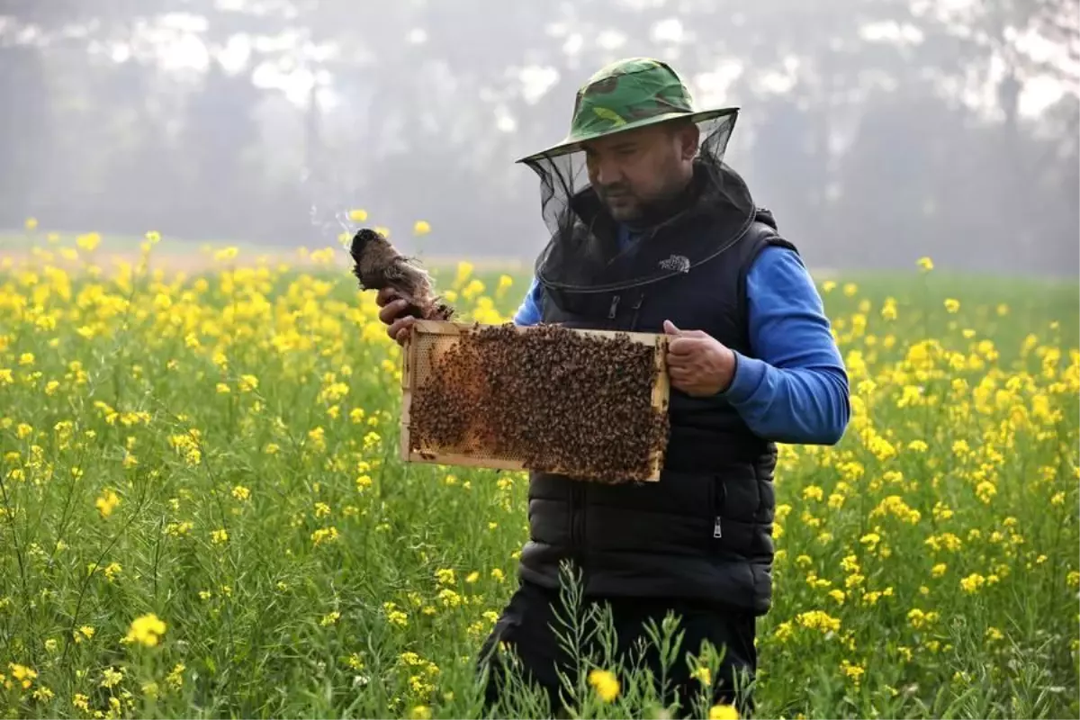 Munshiganj’da Yoğun Bal Hasadı ve Arıcıların Çabası