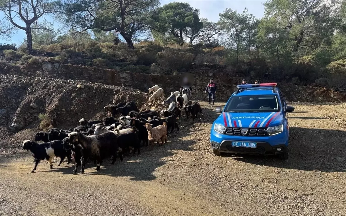 Antalya Aksu’da Kayıp 55 Küçükbaş Hayvan Jandarma İle Güvenli Şekilde Bulundu