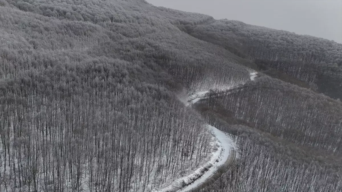 Kırklareli Istranca Ormanları Karla Kaplandı: Kışın Büyüleyici Görünümü