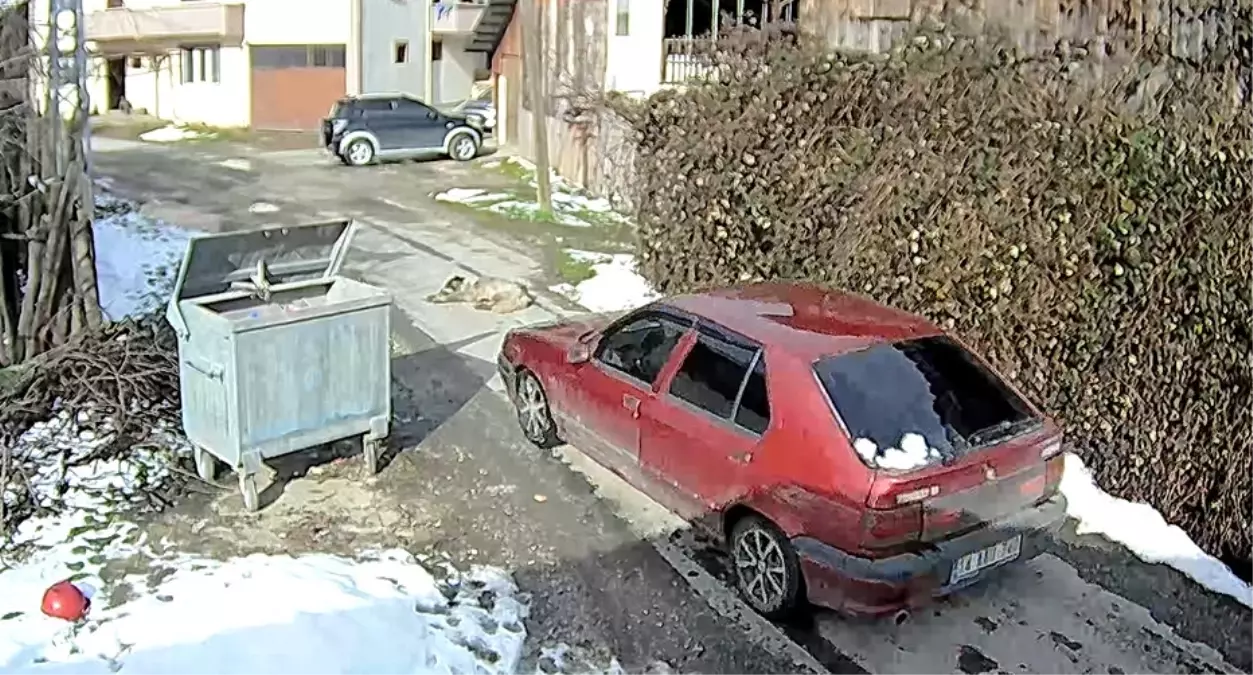 Bolu’da Sokak Köpeğine Çarpan Sürücüye Hukuki İşlem Başlatıldı