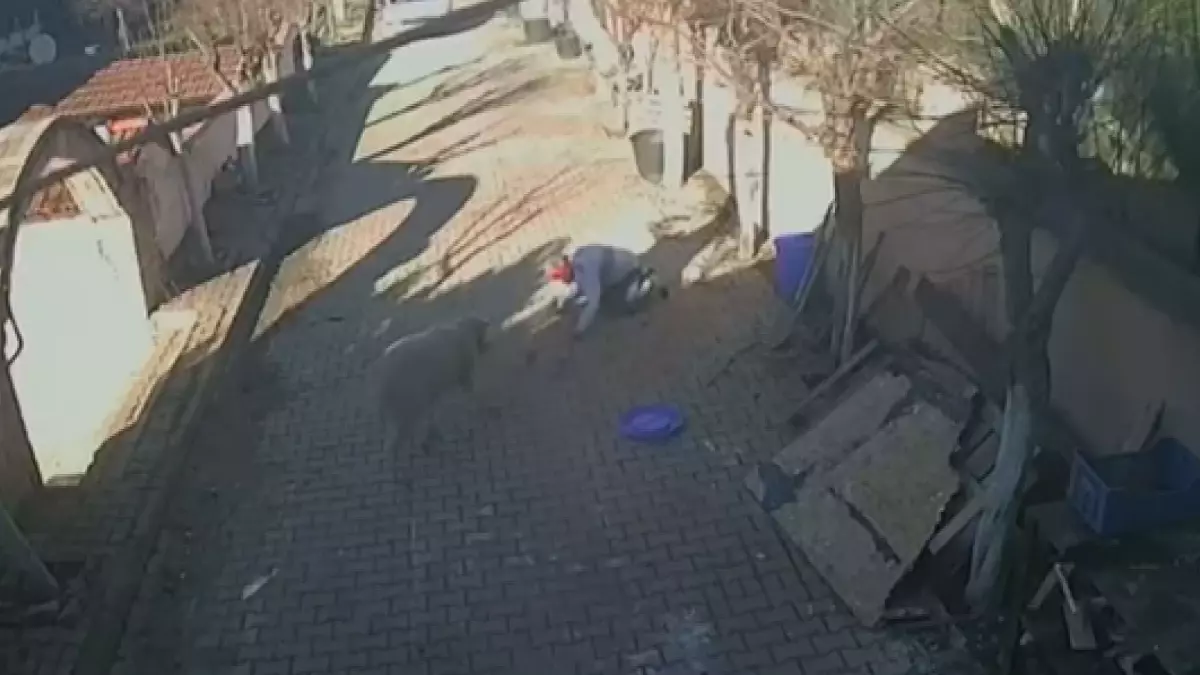 Silivri’de Koç, Sahibini Ağır Yaraladı: Güvenlik Kameralarından Şok Anlar