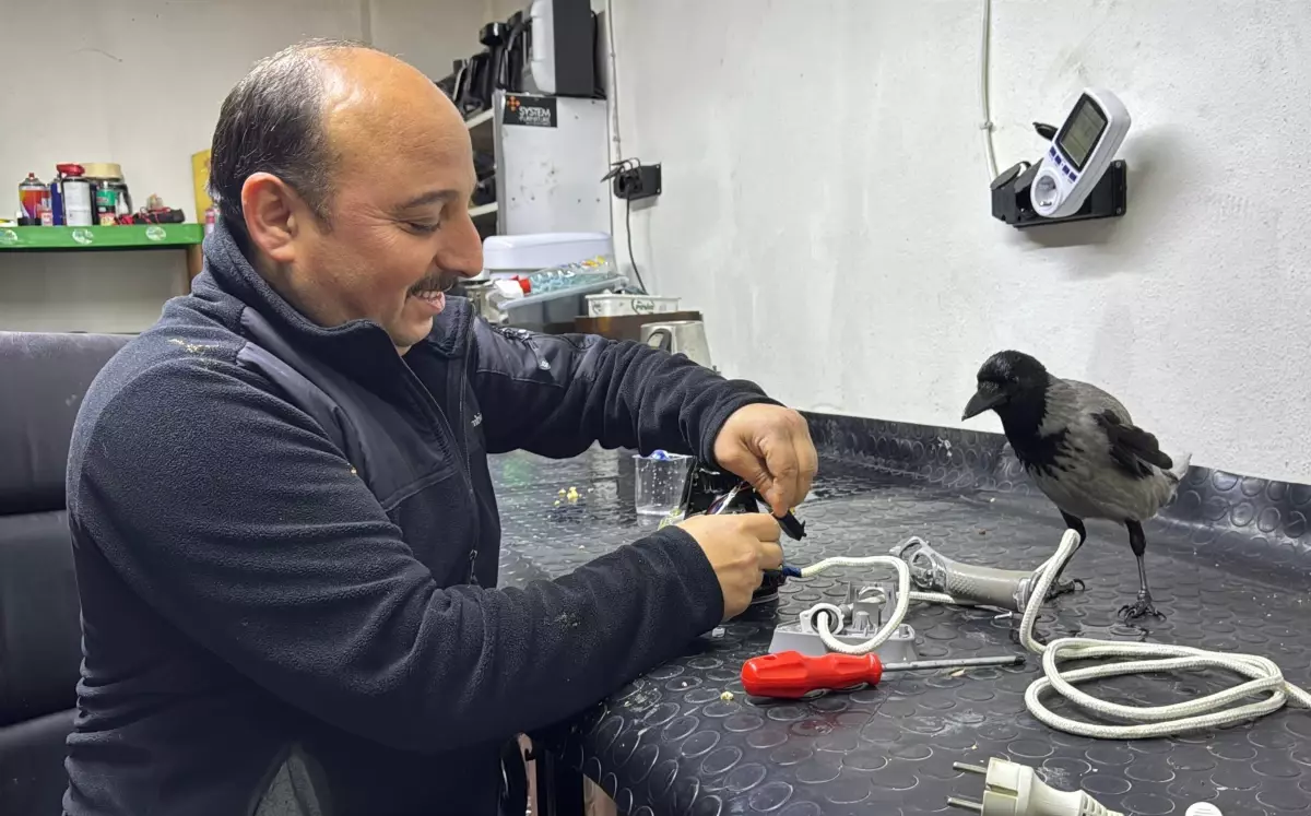 Ordu’da Beyaz Eşya Tamircisinin Kargası: Yaralı Kuşun Şifa Yolculuğu