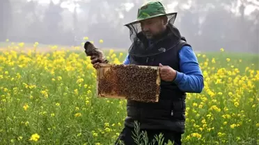 Bal peteği toplama anı