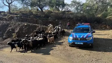 Jandarma ekipleri hayvanları topluyor