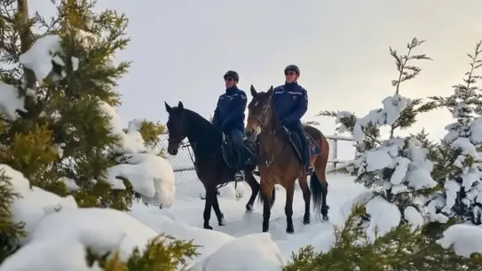 Atlı jandarma ekipmanları ve atları