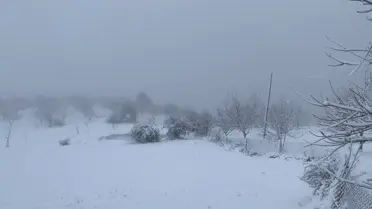 Karla kaplı ceviz bahçelerinin detay fotoğrafı