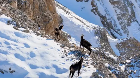 Dronla kaydedilen çengel boynuzlu keçi