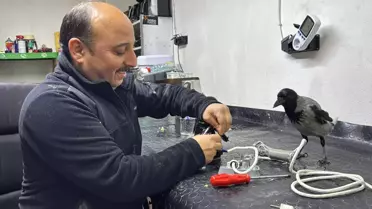 Tamircinin dükkanında iyileşen karga