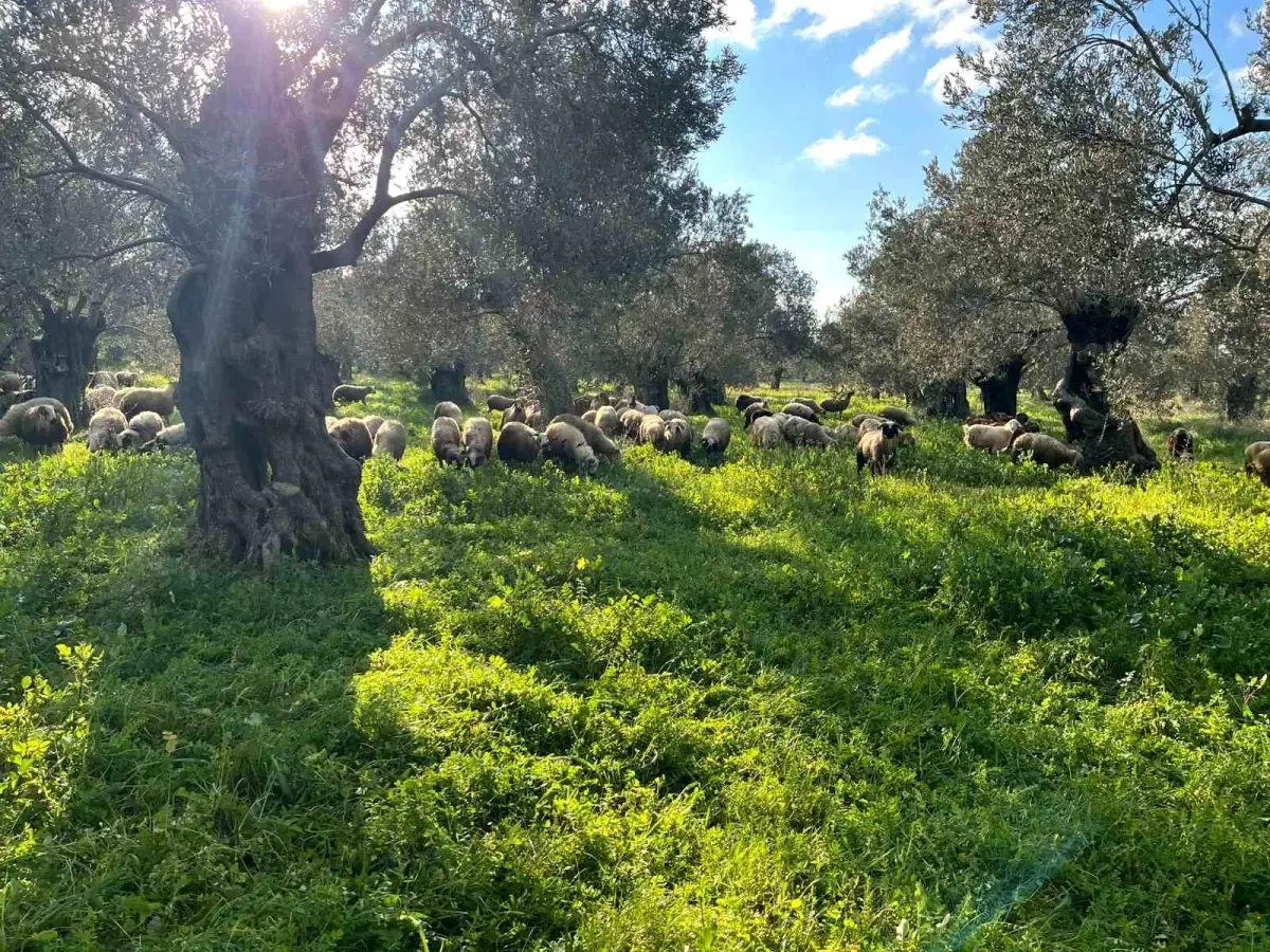 Burhaniye'de Zeytinliklerde Çobanların Hayvan Otlatması Yasaklandı