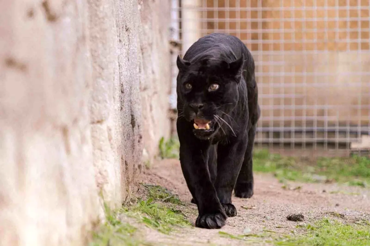 İzmir Doğal Yaşam Parkı'nda 18 Yaşındaki Jaguar Juliet'in Vefatı